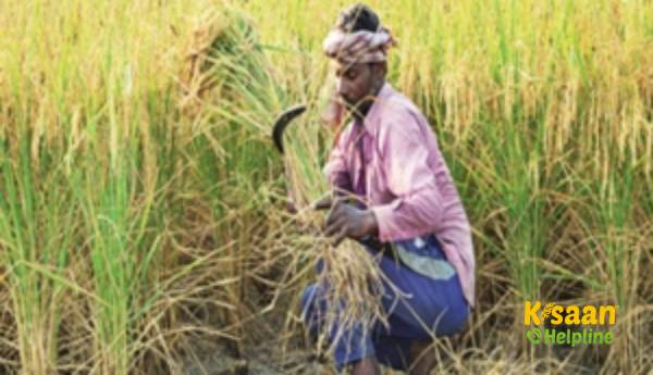 सरकार ने पिछले 10 दिनों में एमएसपी में 11 लाख टन से अधिक धान की खरीद की